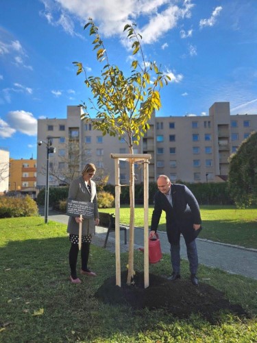 Sakura přátelství – dar Náchoda Hradci Králové k 800. výročí