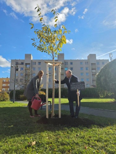 Sakura přátelství – dar Náchoda Hradci Králové k 800. výročí