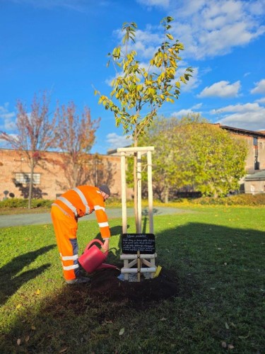 Sakura přátelství – dar Náchoda Hradci Králové k 800. výročí