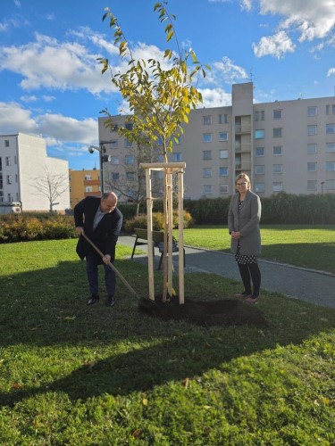 Sakura přátelství – dar Náchoda Hradci Králové k 800. výročí